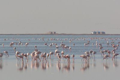 Greater Flamingo - Phoenicopterus ruber