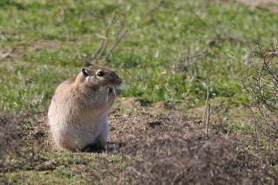 Great Gerbil - Rhombomys opimus