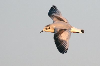 Little Gull - Larus minutus
