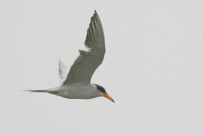Indian Rivertern - Sterna aureus