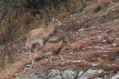 Persian Ibex - Capra hircus aegagrus