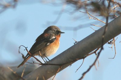 Eversmann's Redstart - Phoenicurus erythronotus