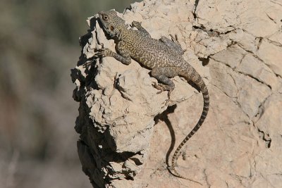 Large-scaled Agame - Laudakia nupta