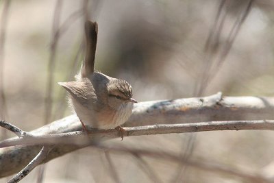 Scrub Warbler - Scotocerca inquieta