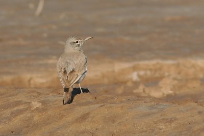Hoopoe Lark - Alaemon alaudipes
