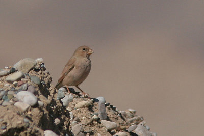 Trumpeter Finch - Bucanetes githagineus
