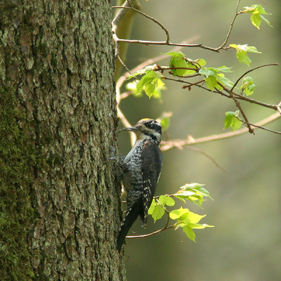 Three-toed Woodpecker - Picoides tridactylus
