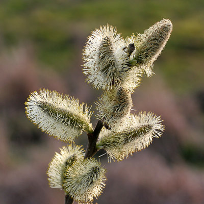 Willow - Salix sp.