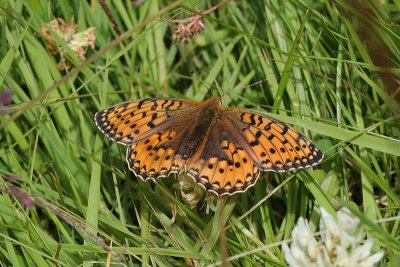 Grote Parelmoervlinder - Dark Green Fritillary - Speyeria aglaja