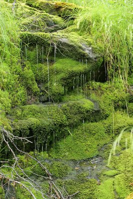 Wet Moss