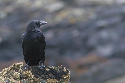 Carrion Crow - Corvus corone