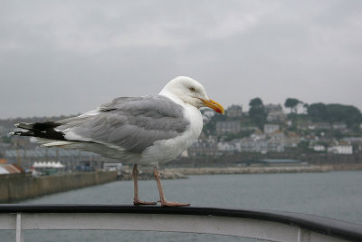 Herring Gull - Larus argentatus