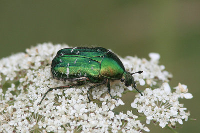 Rose Chafer - Cetonia aurata