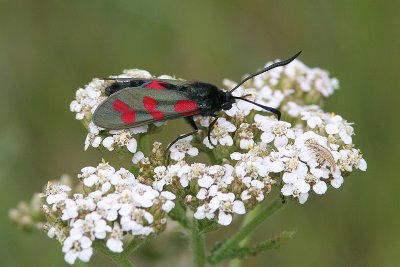 Six-spot Burnet - Zygaena filipendula