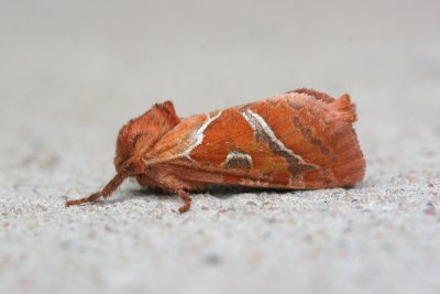 Orange Swift - Triodia sylvina