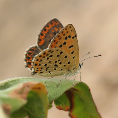 Sooty Copper - Lycaena tityrus
