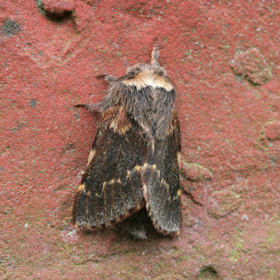 6728 Zwarte Herfstspinner - December Moth - Poecilocampa populi