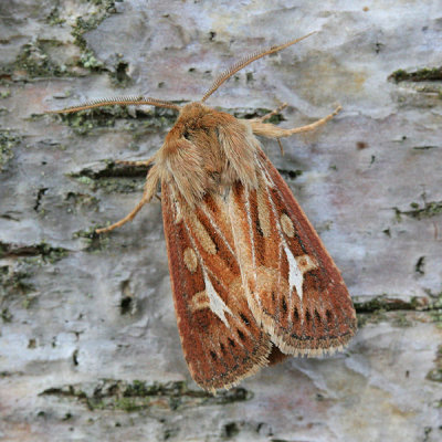 10062 Bonte Grasuil - Antler Moth - Cerapteryx graminis