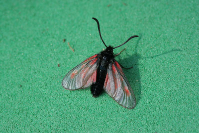 3988 Berg Sint-Jansvlinder - Mountain Burnet (Scotch Burnet) - Zygaena exulans