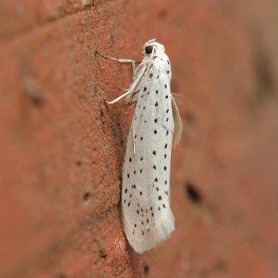 1347 Vogelkersstippelmot - Bird-cherry Ermine - Yponomeuta evonymella