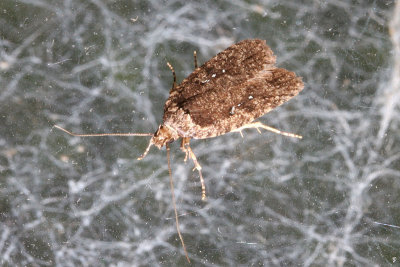 1736 Gewone Kaartmot - Agonopterix heracliana