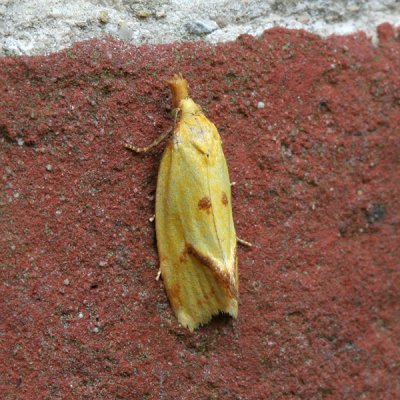 4268 Distelbladroller - Agapeta hamana