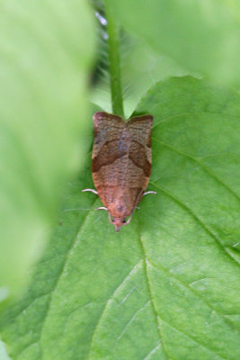 4580 Leverkleurige Bladroller - Dark Fruit-tree Tortrix - Pandemis heparana