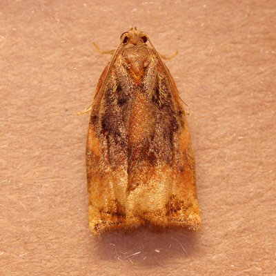 4557 Grote Appelbladroller - Large Fruit-tree Tortrix - Archips podana