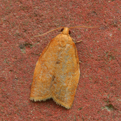 4629 Tuinbladroller - Clepsis consimilana