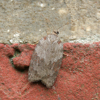 4383 Esdoornboogbladroller - Acleris sparsana