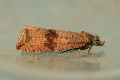 4722 Paardenbloembladroller - Celypha striana