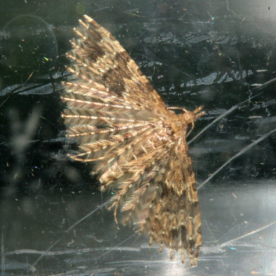 5323 Waaiermot - Twenty-plume Moth - Alucita hexadactyla