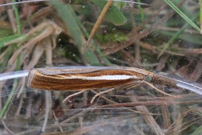 6258 Variabele Grasmot - Agriphila tristella