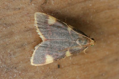 5652 Triangelmot - Gold Triangle - Hypsopygia costalis