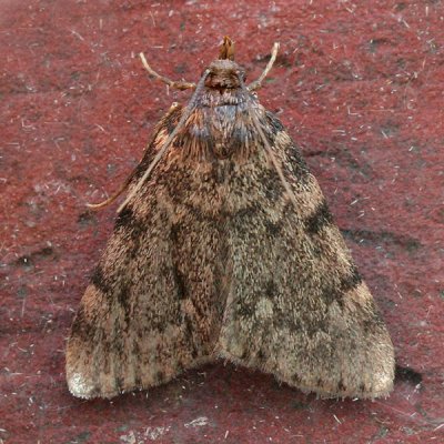 5633 Vetmot - Large Tabby - Aglossa pinguinalis