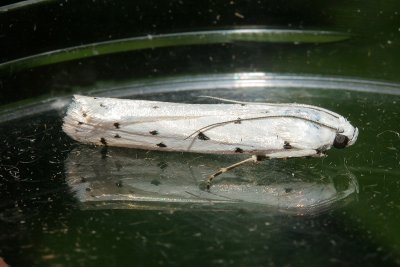 5898 Distelhermelijntje - Thistle Ermine - Myelois circumvoluta