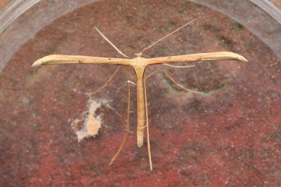 5552 Windevedermot - Emmelina monodactyla