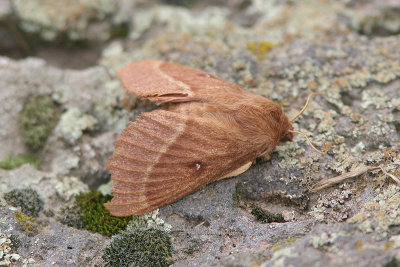 6749 Kleine Hageheld - Grass Eggar - Lasiocampa trifolii