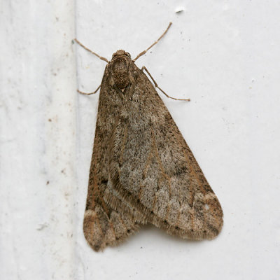 07953 Voorjaarsboomspanner - March Moth - Alsophila aescularia