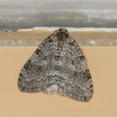 08442 Herfstspanner - November Moth - Epirrita dilutata
