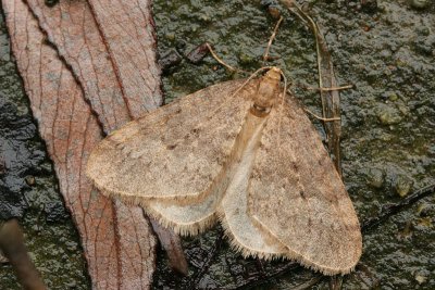 08447 Kleine Wintervlinder - Winter Moth - Operophtera brumata