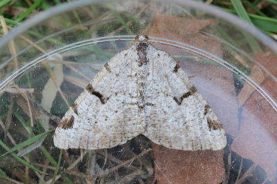 07543 Zwarte W Vlinder - V-Moth - Macaria wauaria