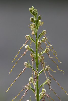 Himanthoglossum adriaticum