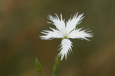 Dianthus plumarius subsp. Regis stefanie