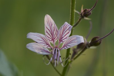 Vuurwerkplant (Dictamnus albus)