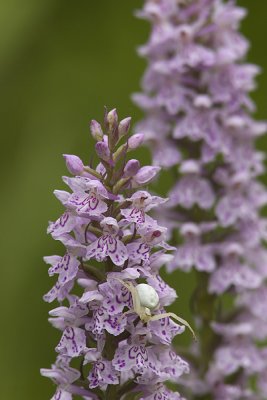 Kameleonspin op orchis