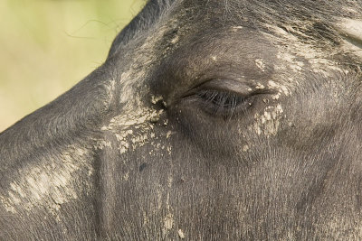 Waterbuffel