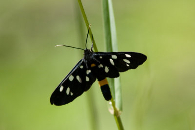 10517 Phegeavlinder - Nine-spotted - Amata phegea