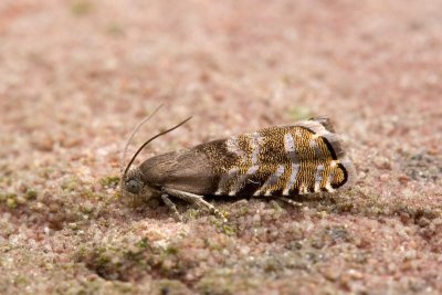 5139 Kegelbladroller - Spruce Seed Moth - Cydia strobilella