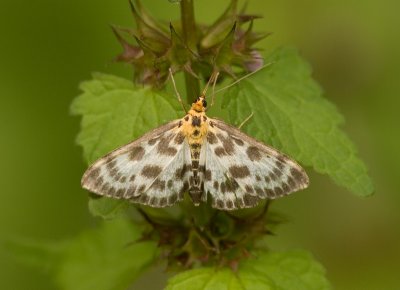 6658 Bonte Brandnetelroller - Small Magpie - Anania hortulata